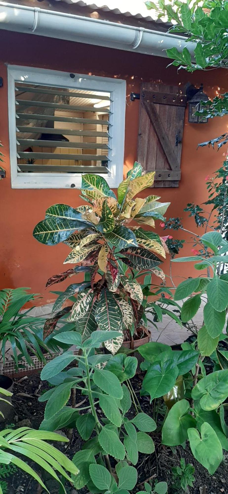 Bungalow Mangifera Proche De La Plage Le Diamant Ngoại thất bức ảnh